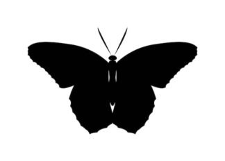 Sticker Autocollant papillon animaux  ANI1878