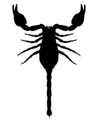 Sticker Autocollant scorpion animaux  ANI18752