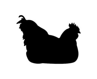 Sticker Autocollant oiseau poule animaux  ANI18750