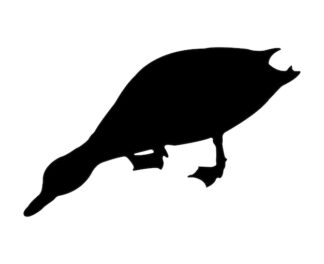 Sticker Autocollant oiseau canard animaux  AN2455