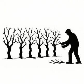 Sticker autocollant une rangée de 6 ceps de vigne en hiver avec un tailleur de vigne décoration decostickerstore - EMRN1Z